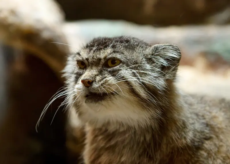 恩賜上野動物園のプリームラの写真