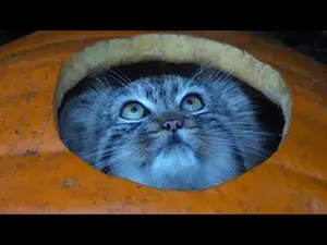 ビッグ・キャット・サンクチュアリのシヴァ、アドゥヴァとウルハン・バトルの動画