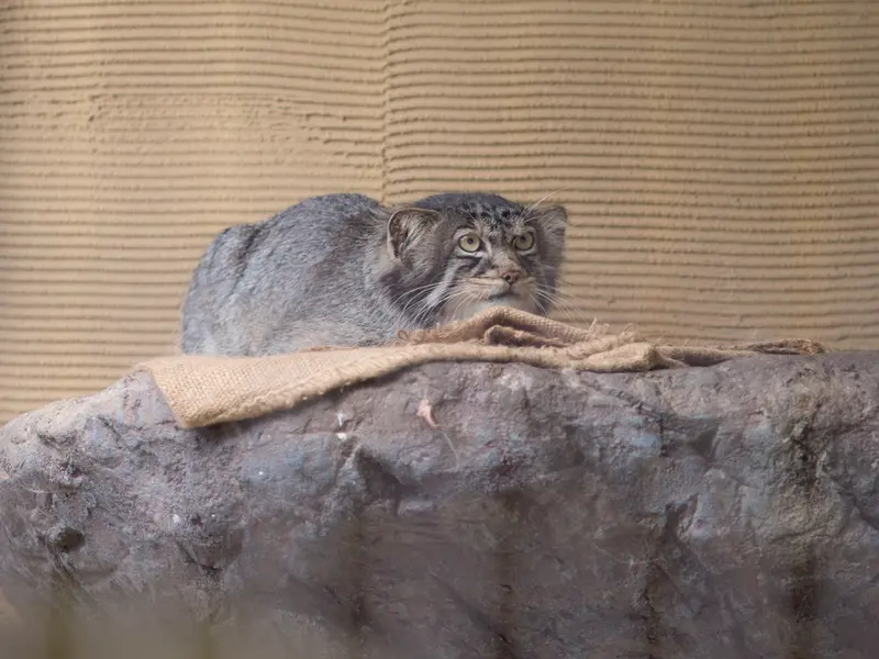 旭山動物園のヒデの写真