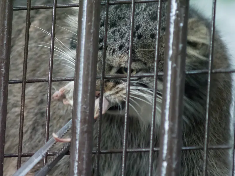 野毛山動物園のフィーガの写真