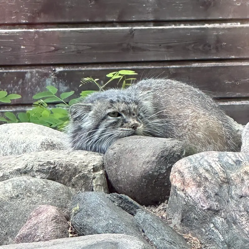 ポズナン新動物園のボジェンカの写真