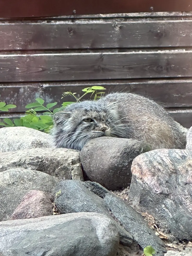 ポズナン新動物園のボジェンカの写真
