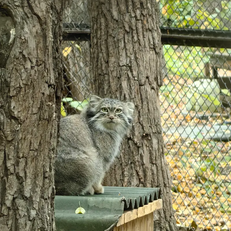 ノヴォシビルスク動物園のスネジャナの写真