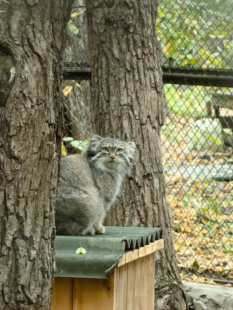 ノヴォシビルスク動物園のスネジャナの写真