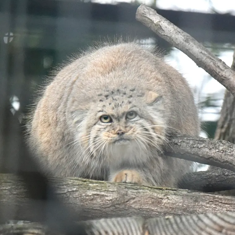 ザールブリュッケン動物園のカルプソの写真