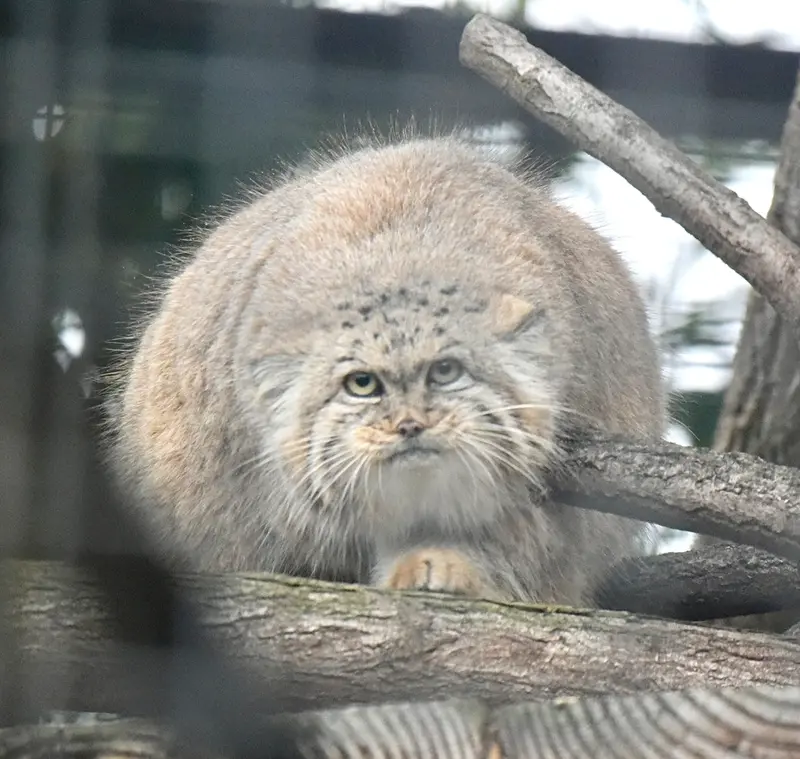 ザールブリュッケン動物園のカルプソの写真
