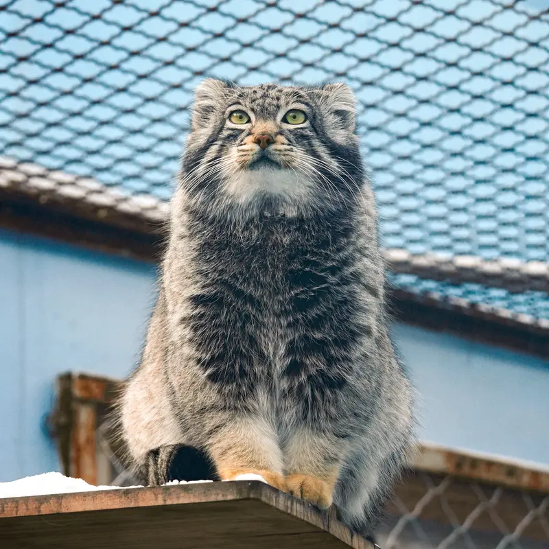 青海チベット高原野生動物園のスン・サンランの写真