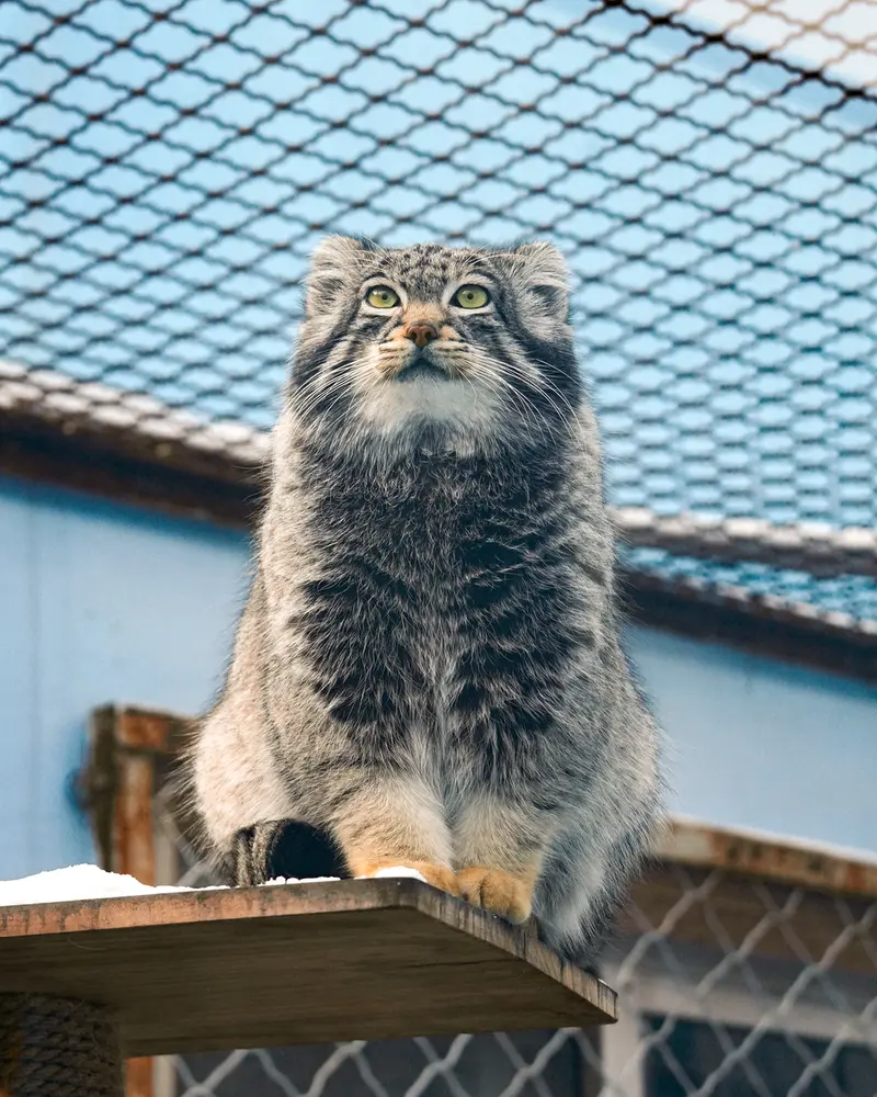 青海チベット高原野生動物園のスン・サンランの写真