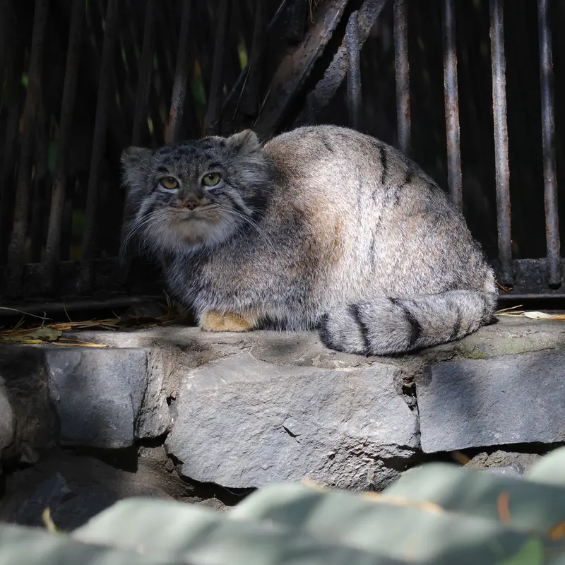 ノヴォシビルスク動物園のカトゥンの写真