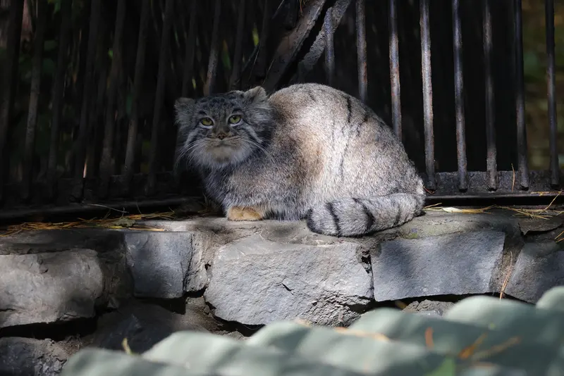 ノヴォシビルスク動物園のカトゥンの写真
