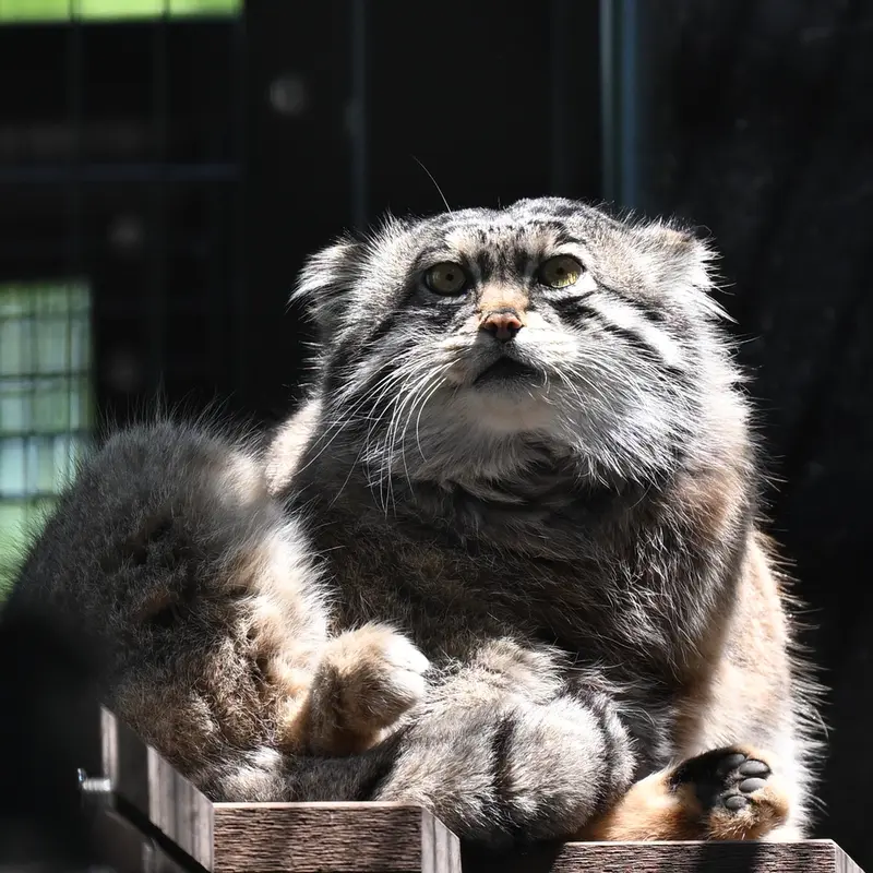 旭山動物園のグルーシャの写真