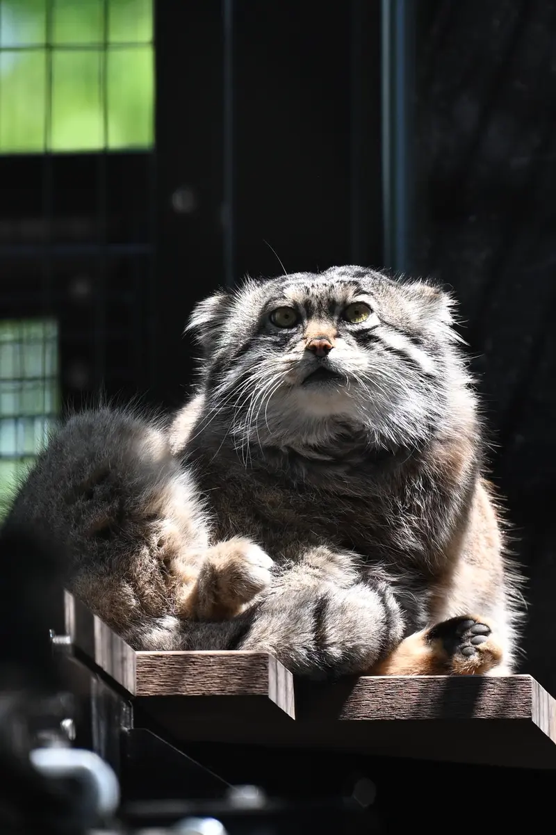 旭山動物園のグルーシャの写真