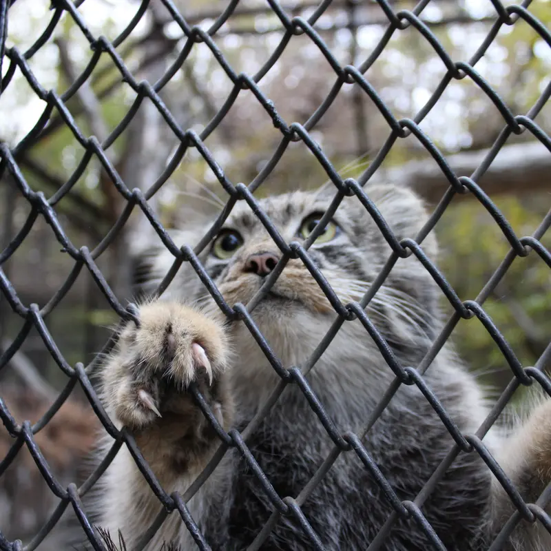 ノヴォシビルスク動物園のマヌルネコの写真