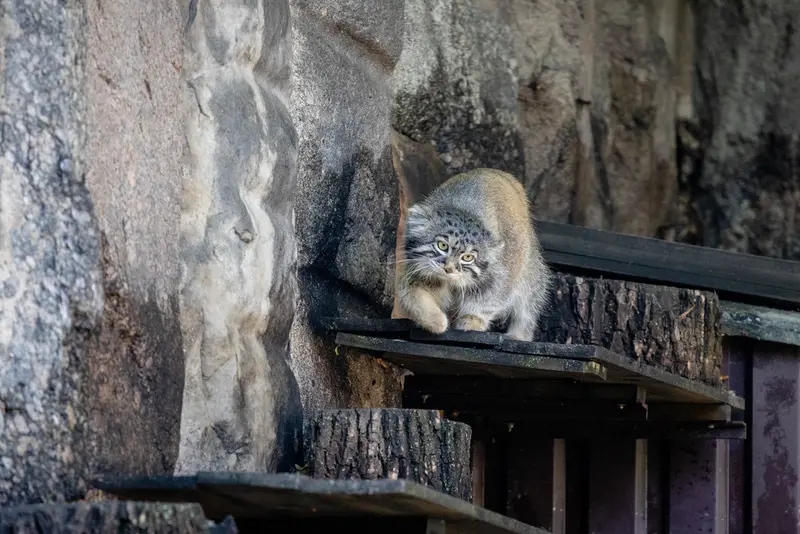モスクワ動物園のティモフェイの写真