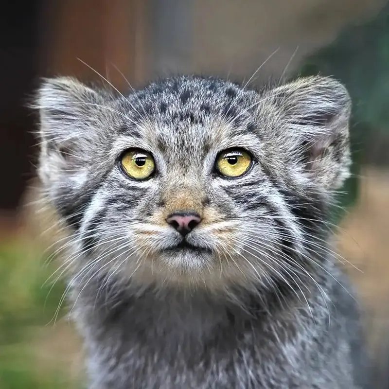 レニングラード動物園のマヌルネコのアクサ