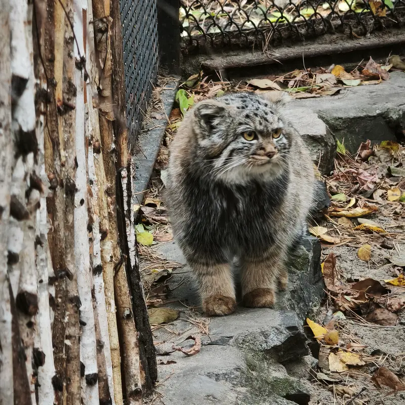 ノヴォシビルスク動物園のアデルの娘（2026年生まれ）Ⅱの写真