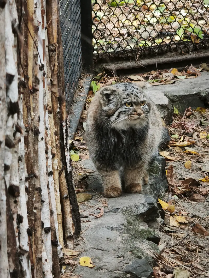 ノヴォシビルスク動物園のアデルの娘（2026年生まれ）Ⅱの写真