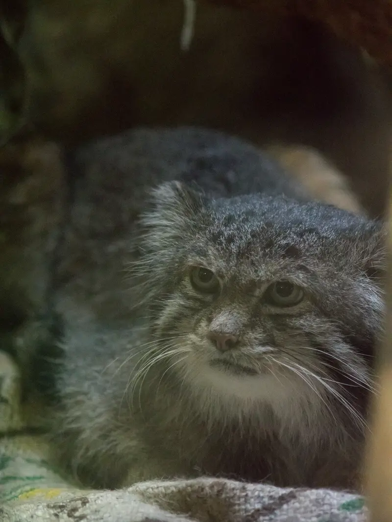 恩賜上野動物園のクリョンの写真