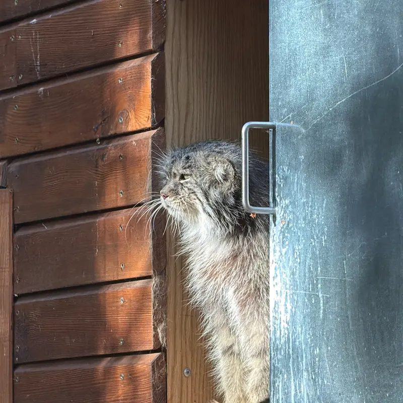 グダニスク動物園のマヌエルの写真