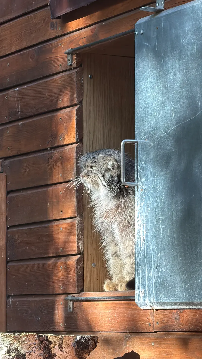 グダニスク動物園のマヌエルの写真