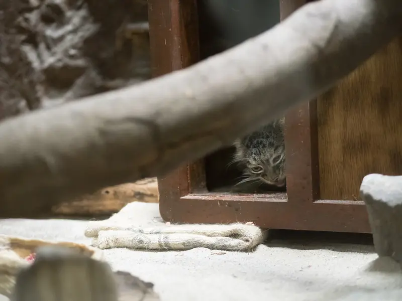 恩賜上野動物園のサフランの写真