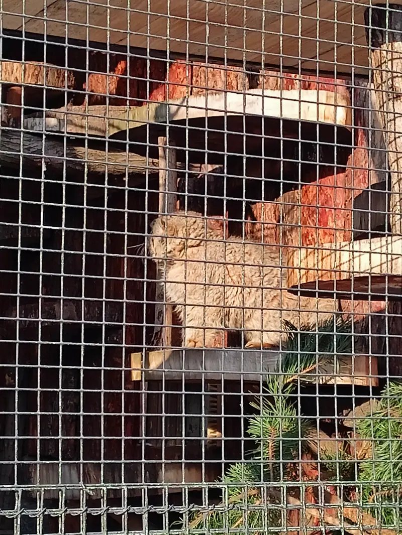 レニングラード動物園のスヴェンの写真
