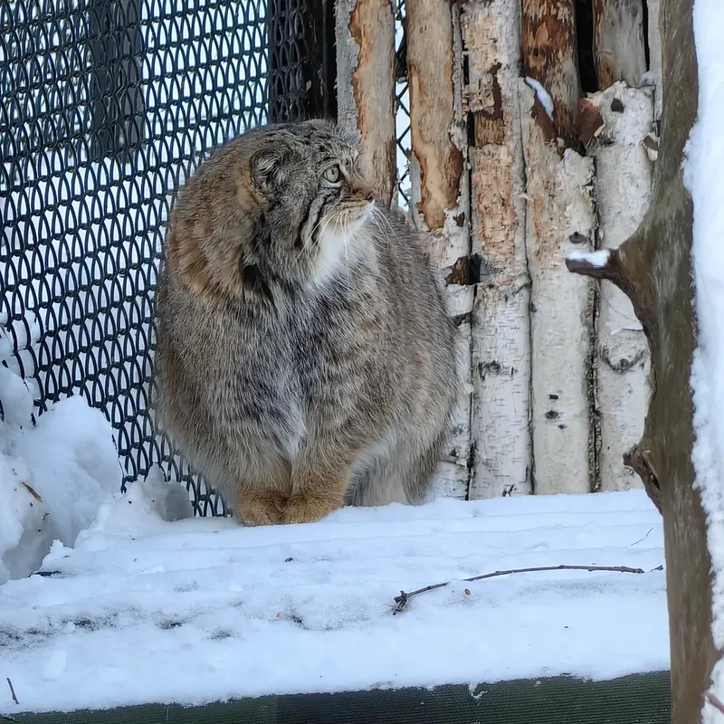 ノヴォシビルスク動物園のイヴの写真