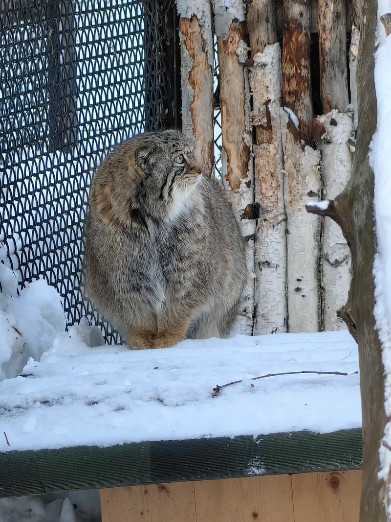 ノヴォシビルスク動物園のイヴの写真