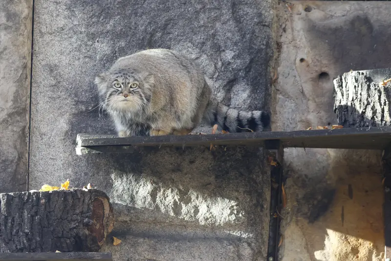 モスクワ動物園のティモフェイの写真