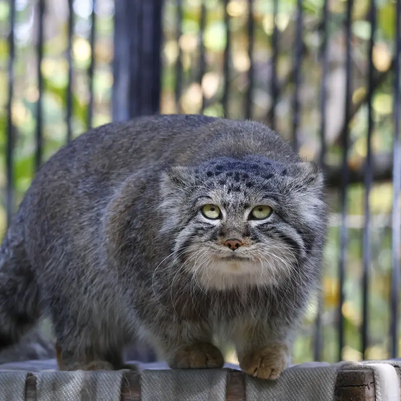 ノヴォシビルスク動物園のシルヴェスターの写真