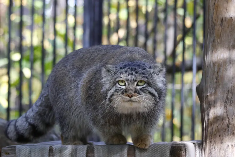 ノヴォシビルスク動物園のシルヴェスターの写真