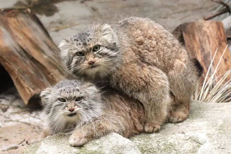 コロンバス動物園・水族館のマンダとパヴァルの写真