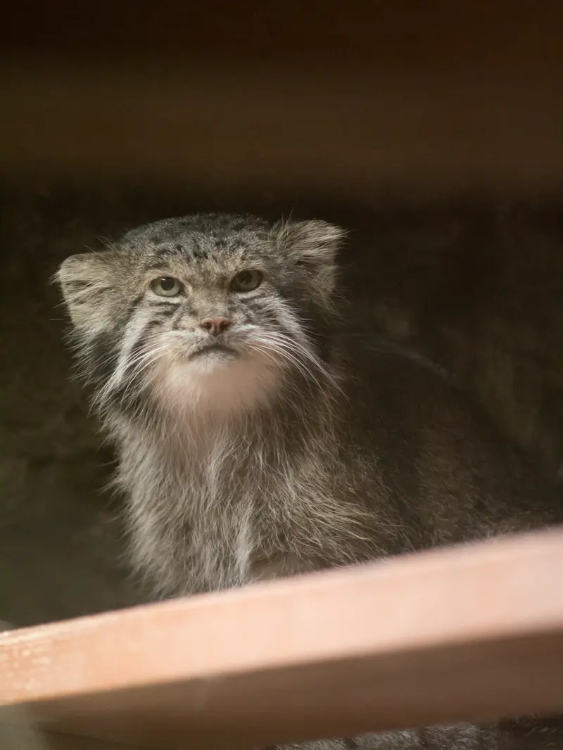 恩賜上野動物園のクリョンの写真