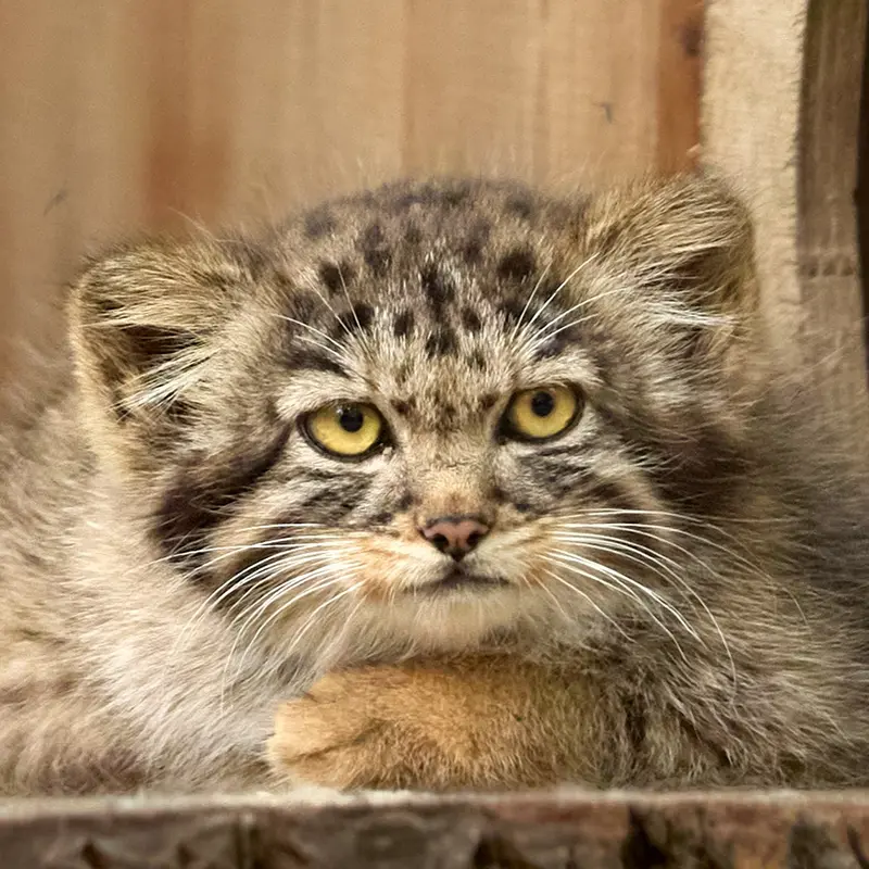 ノヴォシビルスク動物園のマヌルネコのアデルの子ネコ b.2026 Ⅳ