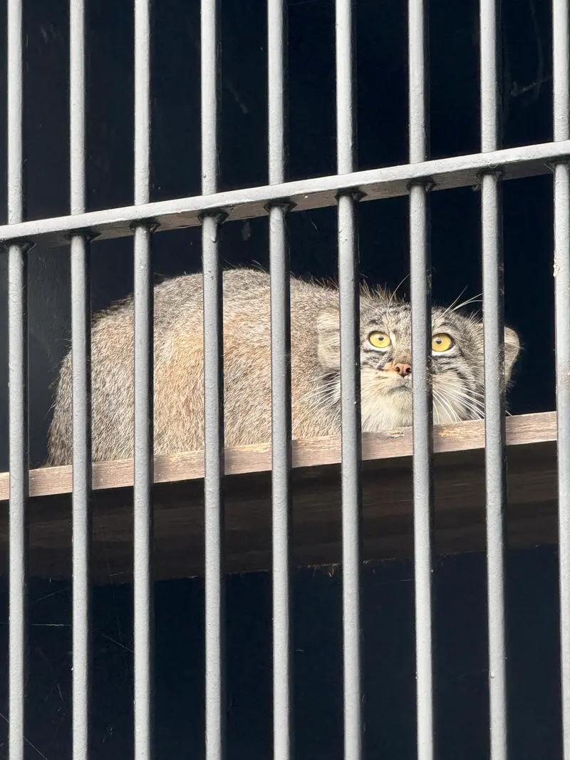 ごかつら池どうぶつパークのメイの写真