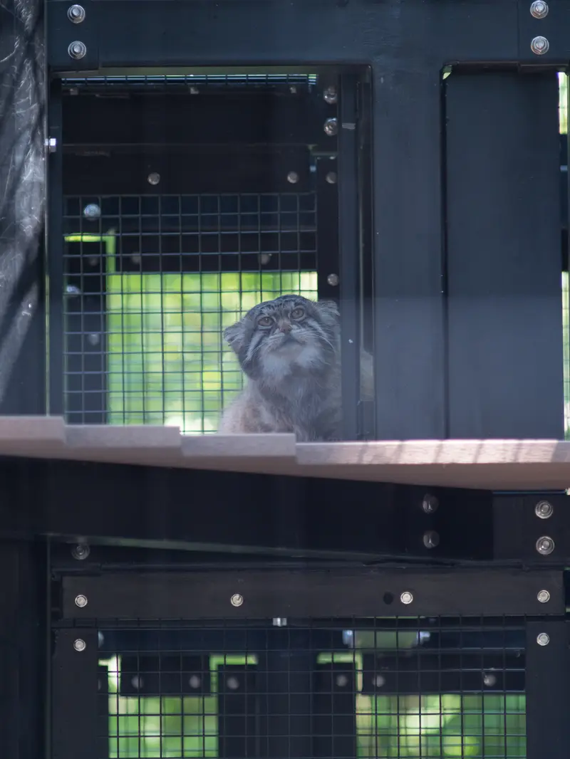 旭山動物園のグルーシャの写真