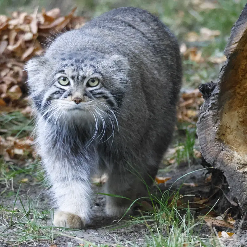 モスクワ動物園のティモフェイの写真