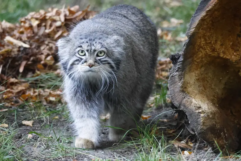 モスクワ動物園のティモフェイの写真