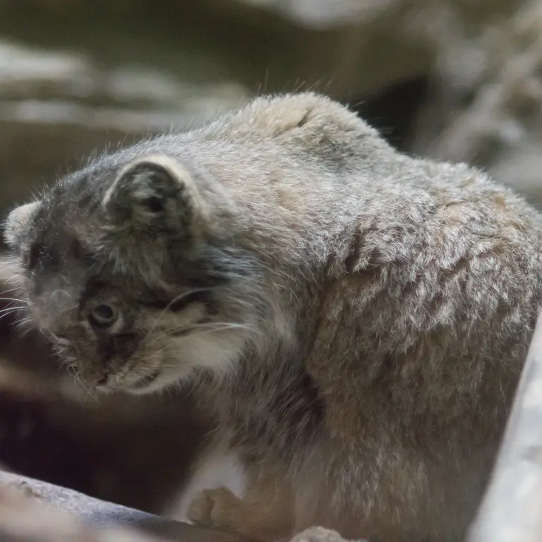 恩賜上野動物園のプリームラの写真