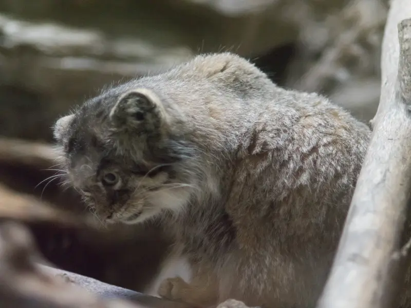 恩賜上野動物園のプリームラの写真