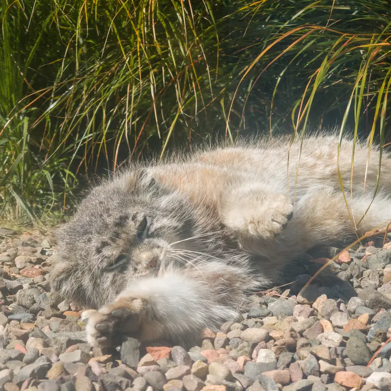 エディンバラ動物園のアキコの写真