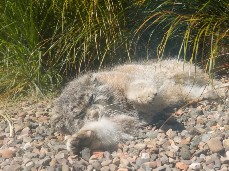 エディンバラ動物園のアキコの写真