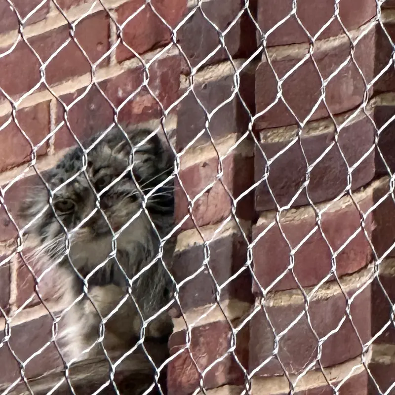 プロスペクト・パーク動物園のマヌルネコの写真