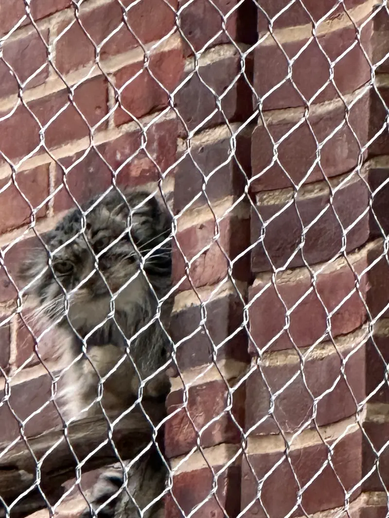 プロスペクト・パーク動物園のマヌルネコの写真