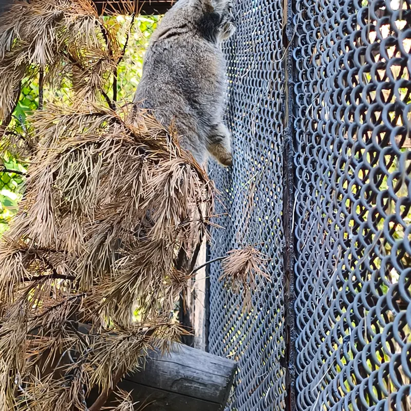 ノヴォシビルスク動物園のルフの写真
