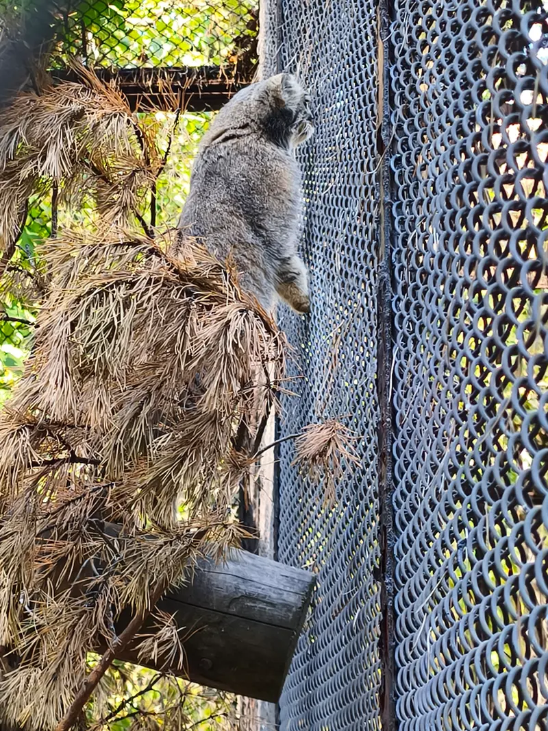 ノヴォシビルスク動物園のルフの写真