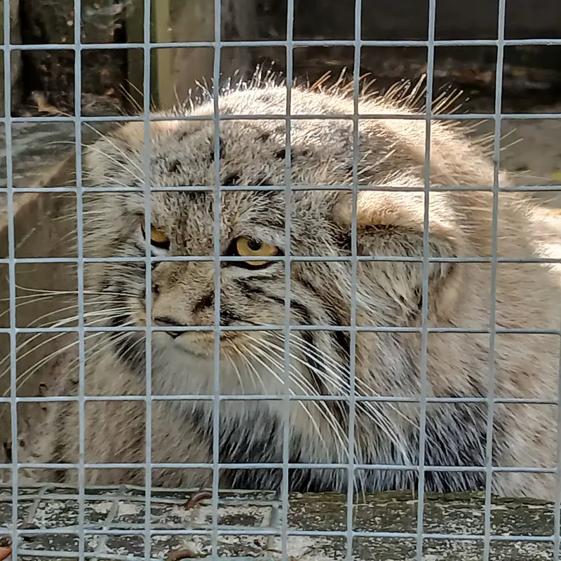 コシツェ動物園のアラニの子（2026年生まれ）Ⅰの写真