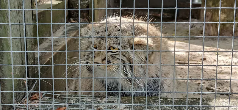 コシツェ動物園のアラニの子（2026年生まれ）Ⅰの写真