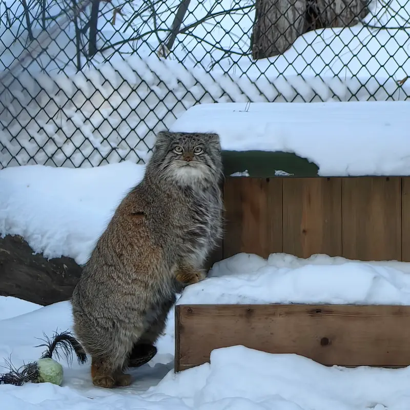 ノヴォシビルスク動物園のスネジンカの写真