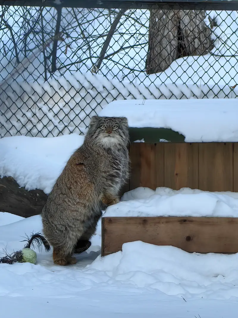 ノヴォシビルスク動物園のスネジンカの写真